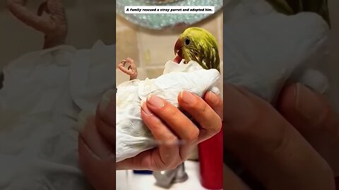 Потерявшийся попугай попал под град, но девушка спасла его