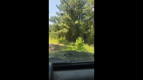 Mobile Swamp, Chipley Fl. 07/20/25