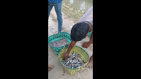 🇧🇩(Bangladesh)How to Buy Fresh Marine Fish