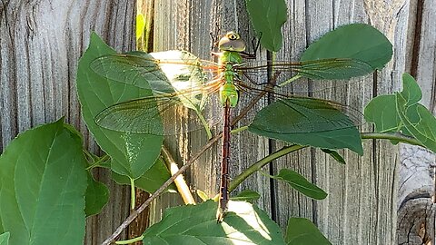 Eye of Sauron Dragonfly