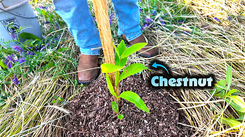 I’m Bringing Chestnuts Back to Ohio 🌰