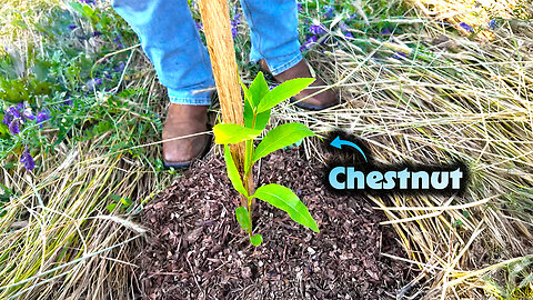 I’m Bringing Chestnuts Back to Ohio 🌰