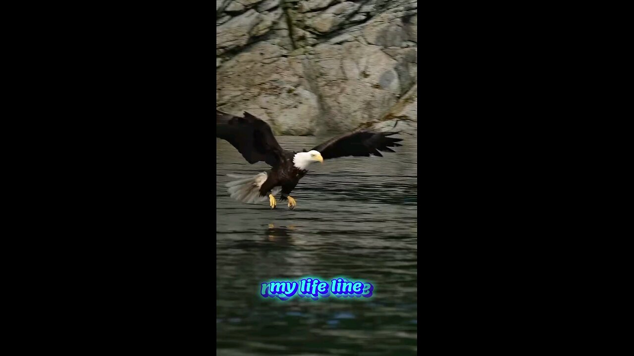 hawek caching fish
