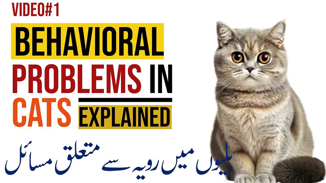 Behavioral Problems in Cats | Common Cat Behavior Issues and How to Solve Them!