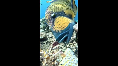 amazing fish