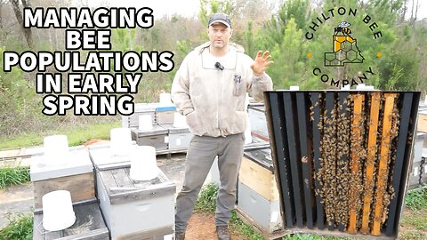 Managing Bee Populations In Early Spring