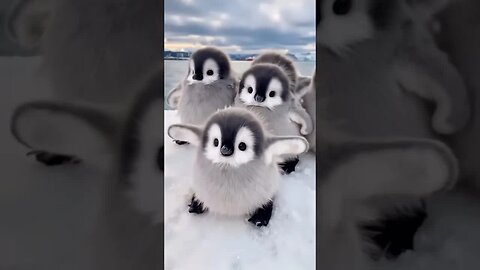 Penguins 🐧