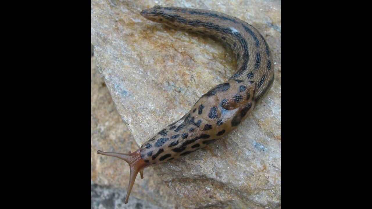 Mulilo Slug