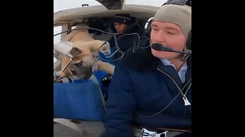 Un perro vuela durante ensayos de equipo acrobático ruso