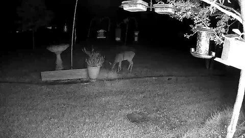 Doe eating corn in the front yard.