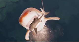 Megalodon