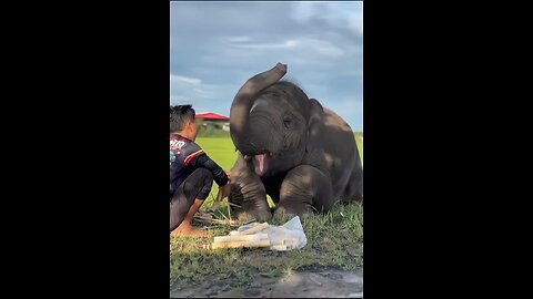 eating the favourite bamboo