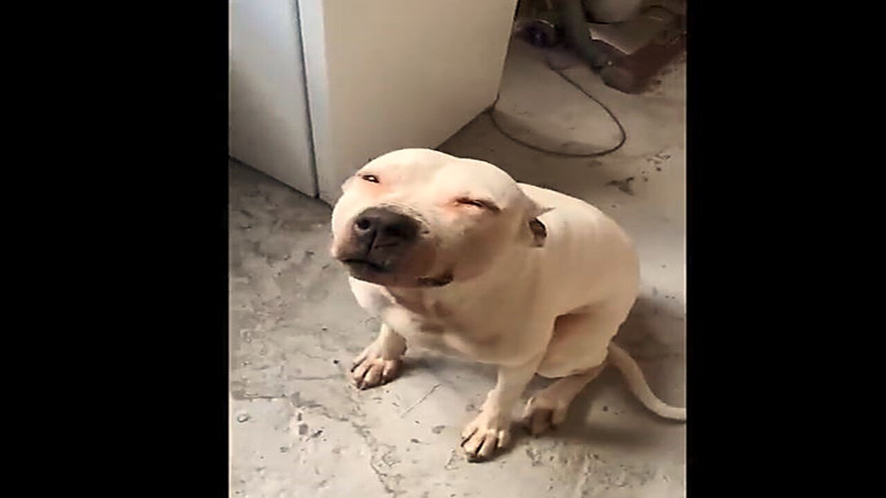 Funny Animals - Best Of The 2025 Funny Animal Videos - Cutest Funny Animals 83