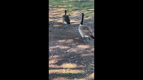 Canada Goose 🪿 #canadagoose #goose #followme #shorts #viral #trending