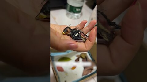 The bird fell right on the girl and she became his family