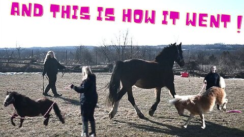 Lunging ALL Of My HORSES In One VIDEO!