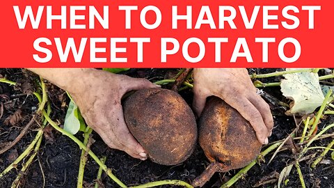 When to Harvest Sweet Potatoes | Bonus How To Harvest Sweet Potatoes