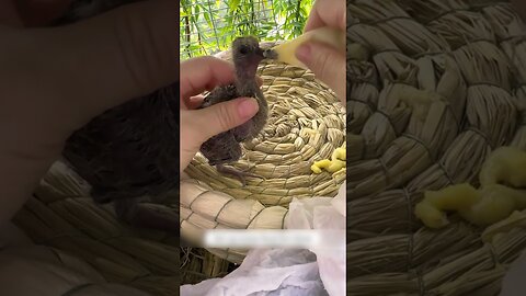 The girl found two pigeons at the house and was able to raise them