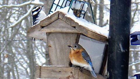 Bluebird and Downy Woodpecker