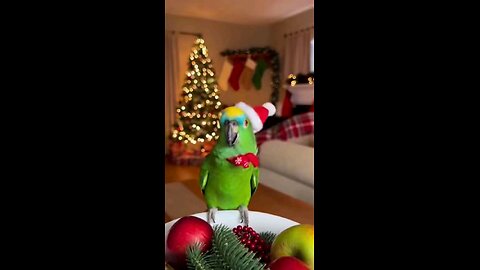 funny parrot Christmas