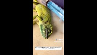 Love All Life Always #228 - Love All Life Always In Action. Beautiful Save Leads To New Life. 🦎🤗