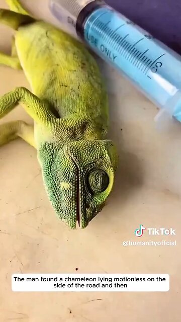 Love All Life Always #228 - Love All Life Always In Action. Beautiful Save Leads To New Life. 🦎🤗