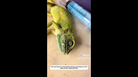 Love All Life Always #228 - Love All Life Always In Action. Beautiful Save Leads To New Life. 🦎🤗
