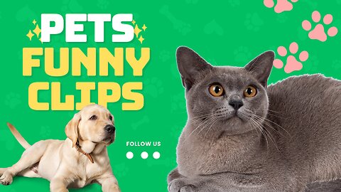 Cutest & Funniest Animals: Cats & Dogs Edition 2025 😂
