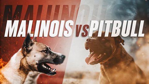 Malinois vs Pitbull 🔥 Who’s the ultimate Guardian? #malinois #pitbull #guardiandog #dogshorts