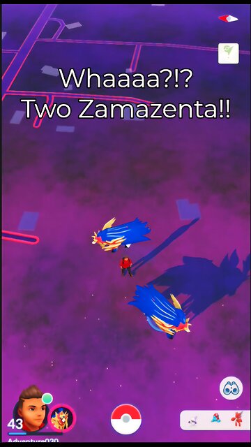 Legendary Zamazenta in the Wild!? No Way!!