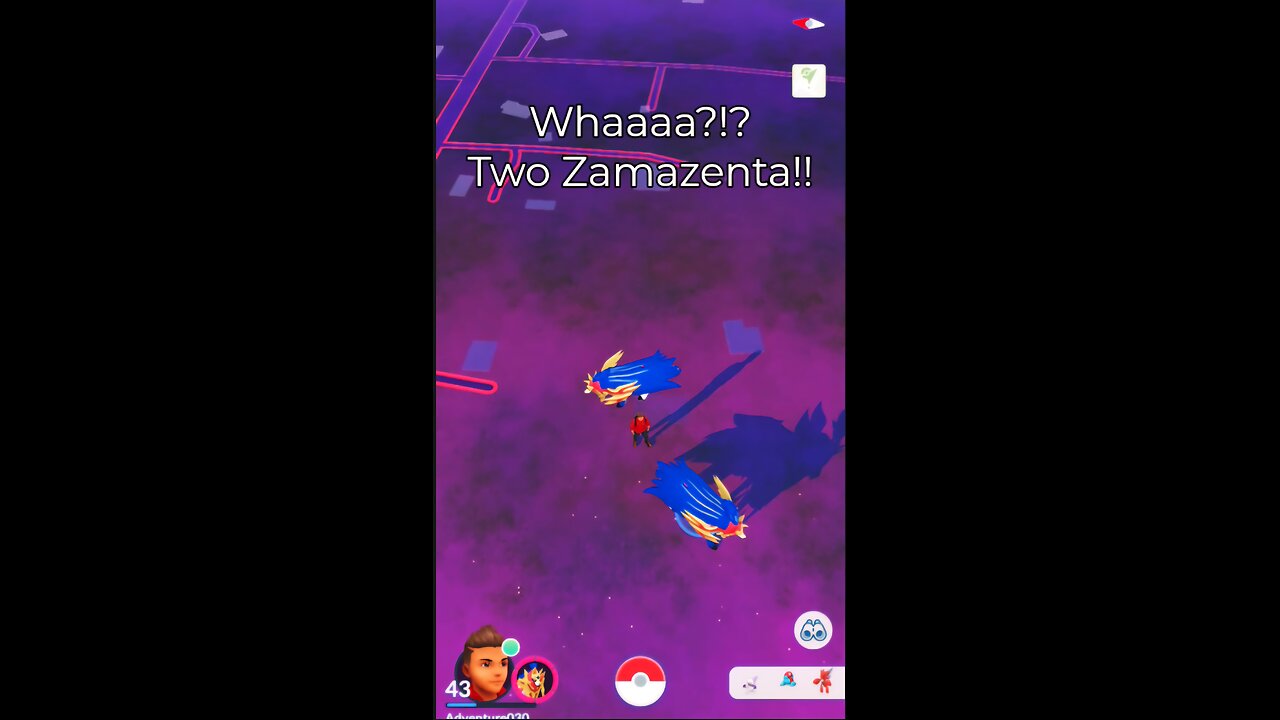 Legendary Zamazenta in the Wild!? No Way!!