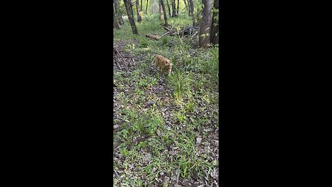 Cat in nature.