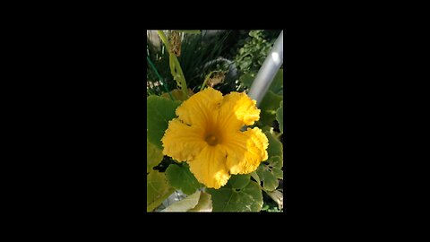 beautiful bowl gourds beautiful bowl gourds