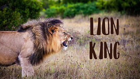 Animal World | LION KING | Video with Relaxing Music