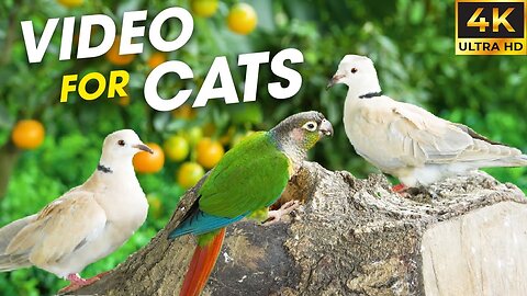 Endless Bird Entertainment – Hours of Bird Watching for Cats - Video For Cats to Watch