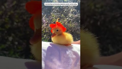 The janitor on the street got attached to a lost duck and thats what came out of it