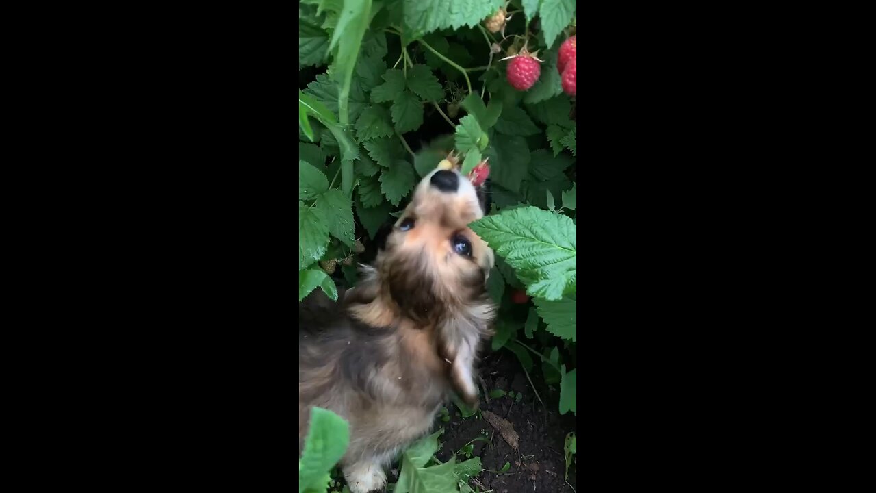 Everyone loves raspberries #cute