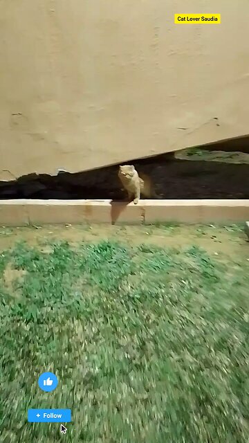 "Just a little fluff with a whole lot of attitude 🐾 #Catitude #FluffGoals"