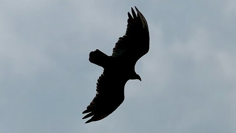 Turkey Vulture Soaring