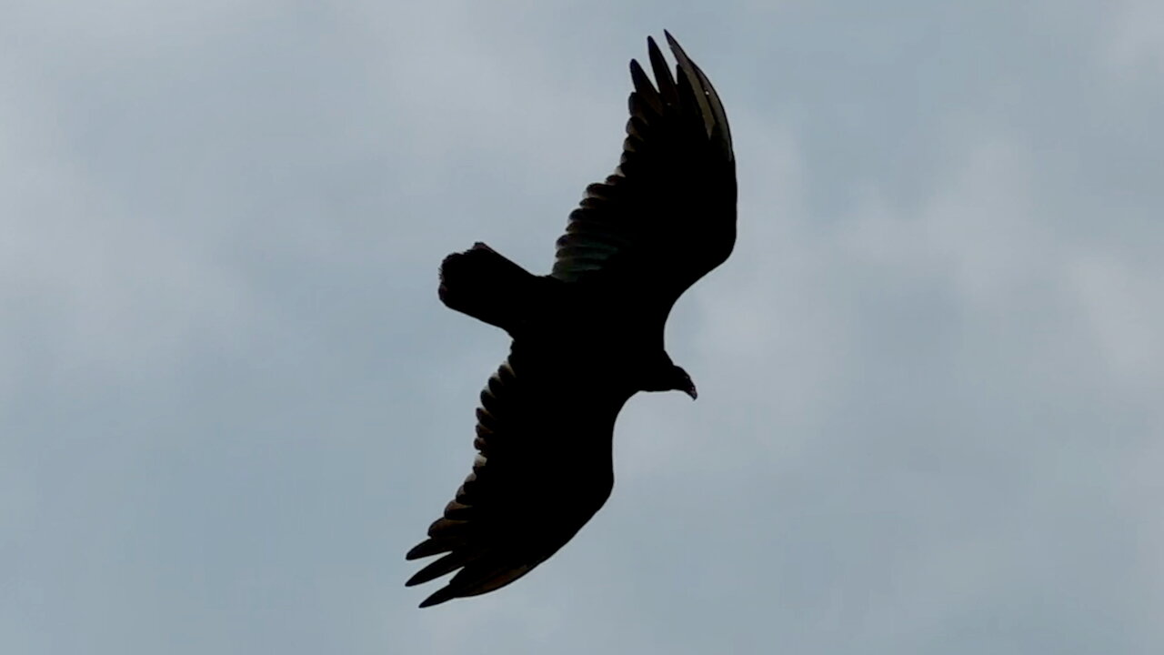 Turkey Vulture Soaring