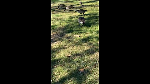 Canada Goose 🪿 #canadagoose #shorts #followme #viral #trending