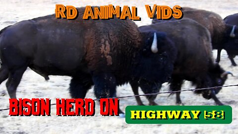 Bison On California Highway 58 - A Suprise Discovery On Our Vacation Road Trip