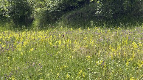 wildflowers