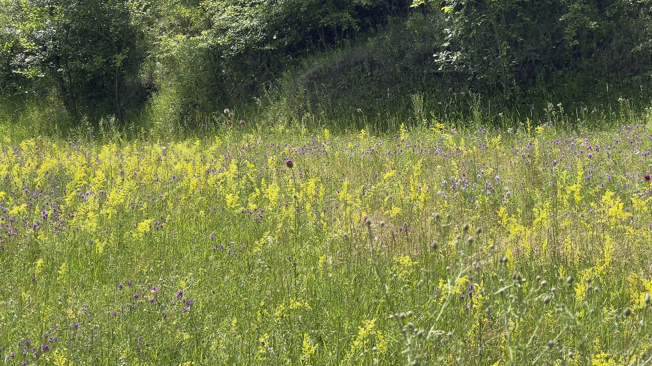 wildflowers