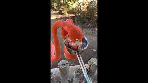 Flamingos feeding frenzy