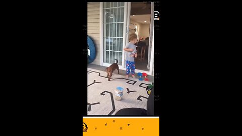 cute Dogs