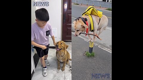 Someone is turning a dog into a tiger. Meanwhile, the dog is goofing around on its own.
