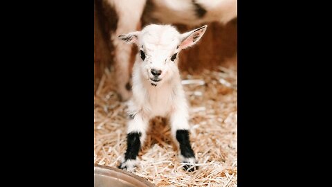 Goats vs. Bush Hog: The Ultimate Brush Clearing Battle!