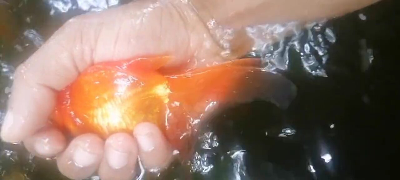 good fish 🥺