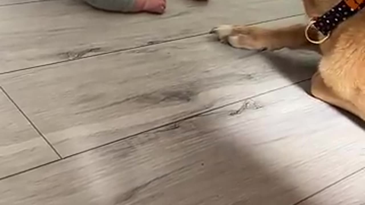 Cute baby with Dog